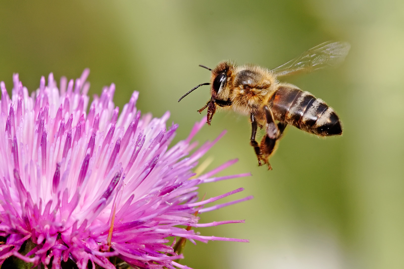 Resultado de imagen de picada de l'abella